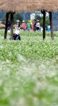 [포토]가을은 메밀꽃 필 무렵