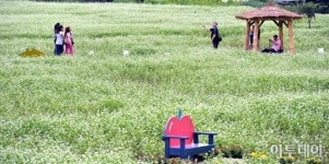 [포토]강원도 봉평은 온통 메밀꽃~