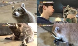 ‘동물농장’ 라쿤 남매 로리ㆍ로티 ‘극과 극’ 매력에 웃음