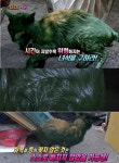 ‘동물농장’ 초록물질로 범벅된 고양이…사람이 일부러? ‘경악’