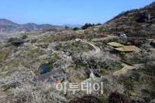 [포토]매화로 뒤덮힌 마을 봄 나들이 오세요~