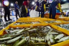 [포토] 가락시장, 철 맞은 가을 전어