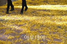 [포토]가을에는 정동길을 걸어요