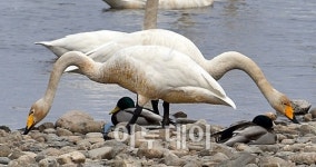 [포토]큰고니의 데칼코마니