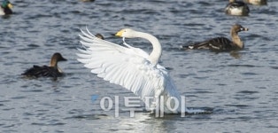 [포토]백조의 우아한 날갯짓
