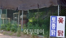[포토]경남 고성에도 AI의심 잡초만 무성한 닭장