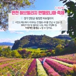[카드뉴스 팡팡] “추석 연휴엔 꽃길만 걷자~”