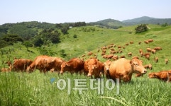 농촌진흥청, 한우 300여 마리 대관령에 방목…건강↑ㆍ사료비↓