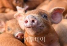 [포토] 황금돼지해, 아기돼지의 금빛 미소