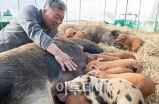 [포토] 황금돼지해, 구제역 걱정없는 아기돼지들