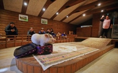 [올댓트립-돈(豚)투어③] 마을 곳곳에 스며든 돼지 기운…만지고 보고 느끼고