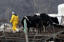 [속보] 농식품부, 구제역 의심 안성 젖소농장에 살처분 조치…방역 대책 강화