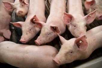 랑세스 프리미엄 동물용 소독제 '아프리카 돼지열병'에 효과 입증