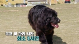 뉴펀들랜드의 특이한 발가락 구조…목욕비 70만원 이상인 이유?