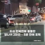 [사건·사고 24시] 흉기 찔려 피흘리며 초교 교실 난입한 40대·도심 한복판 출몰한 당나귀 2마리 外
