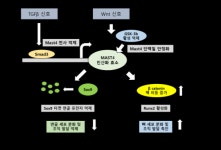 길로연구소, 연골·뼈 분화과정 조절 새 단백질 발견