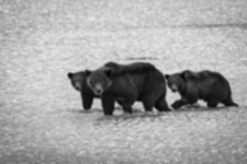울산서 곰 3마리 탈출…사육농장 60대 부부 숨진 채 발견