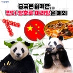 중국은 싫지만…푸바오·탕후루·마라탕은 예외 [요즘, 이거]