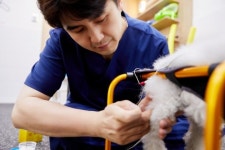 강아지 신경외과 질환 수술 후 관리…한방재활치료도 고려 [올어바웃 댕냥이]