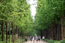 올 들어 가장 더운 날씨, 하늘공원 메타세쿼이아길 속으로 [포토]