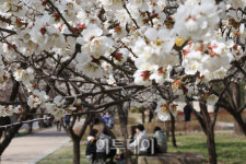 하동매실거리 매화꽃 만발 [포토]