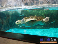 신비한 바닷속 세계로! 63빌딩 수족관 씨월드