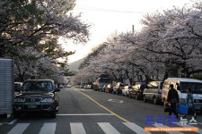 벚꽃 바다 진해엔 봄내음 가득~