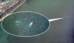 네시 실존 여부 놓고 네티즌 갑론을박