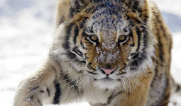 (44) 호랑이 발톱에 바지가 너덜너덜