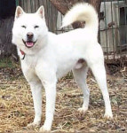 진돗개, LA 경찰견으로 달린다