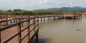 오리에 쫓기는 수달, 첫 포착 흥분