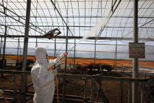 [구제역 해법 ①] 초동 대응에 달렸다