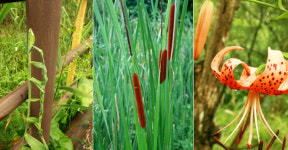 아름다운 자연과 대화하는 ‘한강생태학습장’