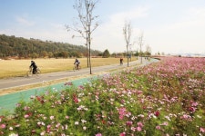 최고의 낭만코스, 코스모스 강변길