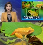 황금개구리 발견, 3만분의 1 확률 ‘금빛 피부 신기해’