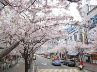 경산시 옥곡동, 벚꽃 가로수 연분홍빛으로 물들다