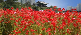 ‘태화강대공원 봄꽃 만개..방문객 지원센터’운영