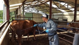 경산시, 매주 수요일 일제소독의 날 운영 등 구제역 및 AI 차단 만전