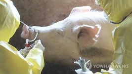 전북 김제 돼지농장서 구제역 양성… 방역당국, 위기단계 주의 격상