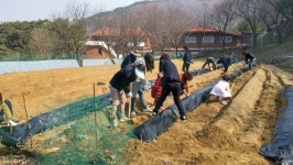 [포토] 밭갈이하는 충북도의회 의사담당관실 직원들