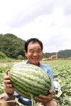 단양 어상천수박 2줄기 방임재배로 인건비 절감한다
