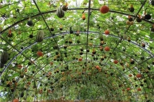 2016 청원생명축제 생명농업 전시체험 ‘준비 박차’