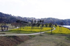 상주시, 경천섬 공원에 유채꽃 장관