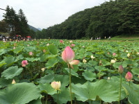 보은군 속리산 연꽃단지, 아름다운 자태 뽐내