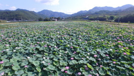청송군, 주왕산 입구 연꽃 재배단지 조성