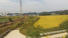 식품업체 U턴을 위해서라면… 인천시, 절대농지 해제 후 산단 추진