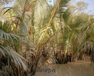 최종성 사진작가, 순다르반 숲을 통해 본 비밀의 나무展