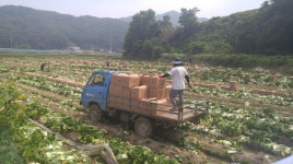 절임배추 고장 괴산군, 봄배추 첫 ‘수출길’ 올랐다