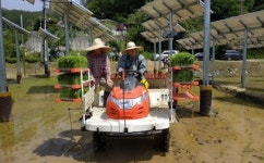 한수원, 영농형 태양광발전소에서 모내기 실시