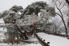 춘설내린 제천 ‘의림지’
